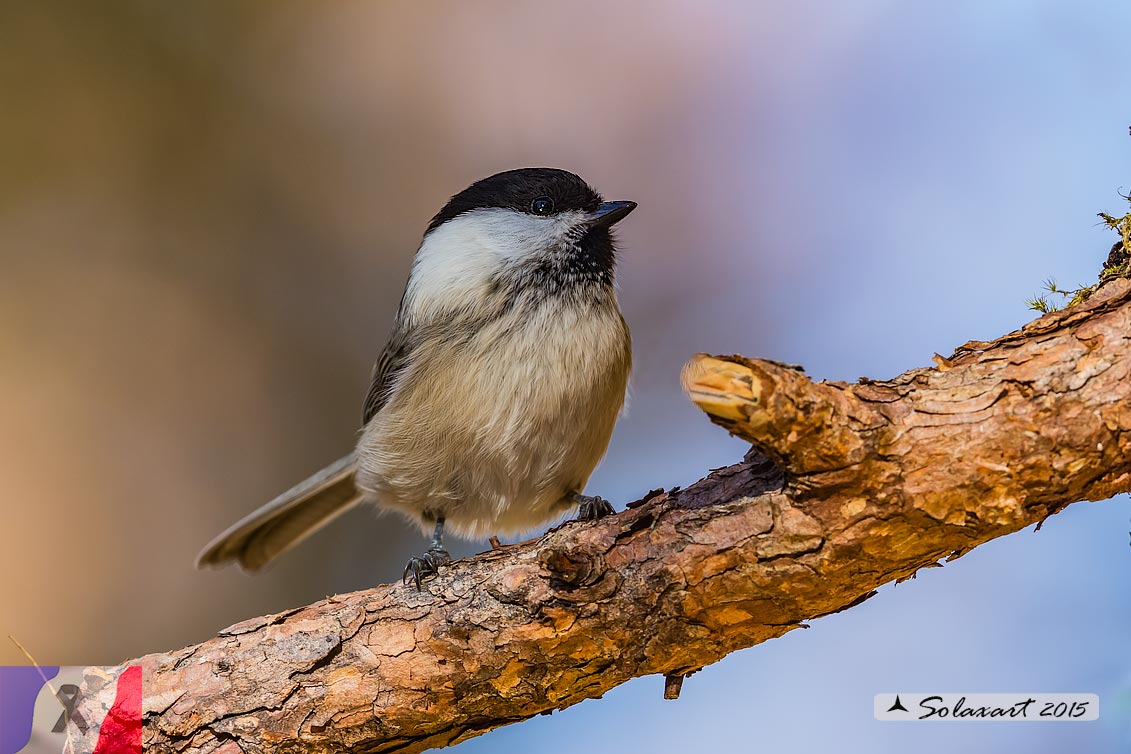 Poecile montanus: Cincia Bigia alpestre ; Willow tit