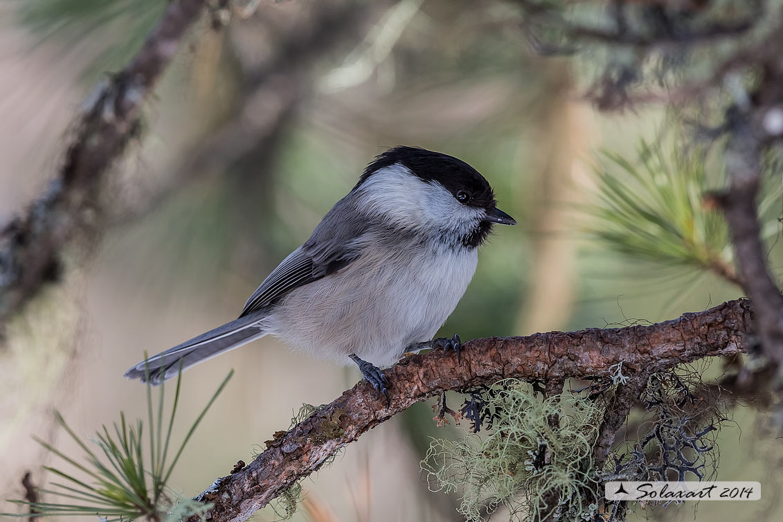 Poecile montanus: Cincia Bigia alpestre ; Willow tit