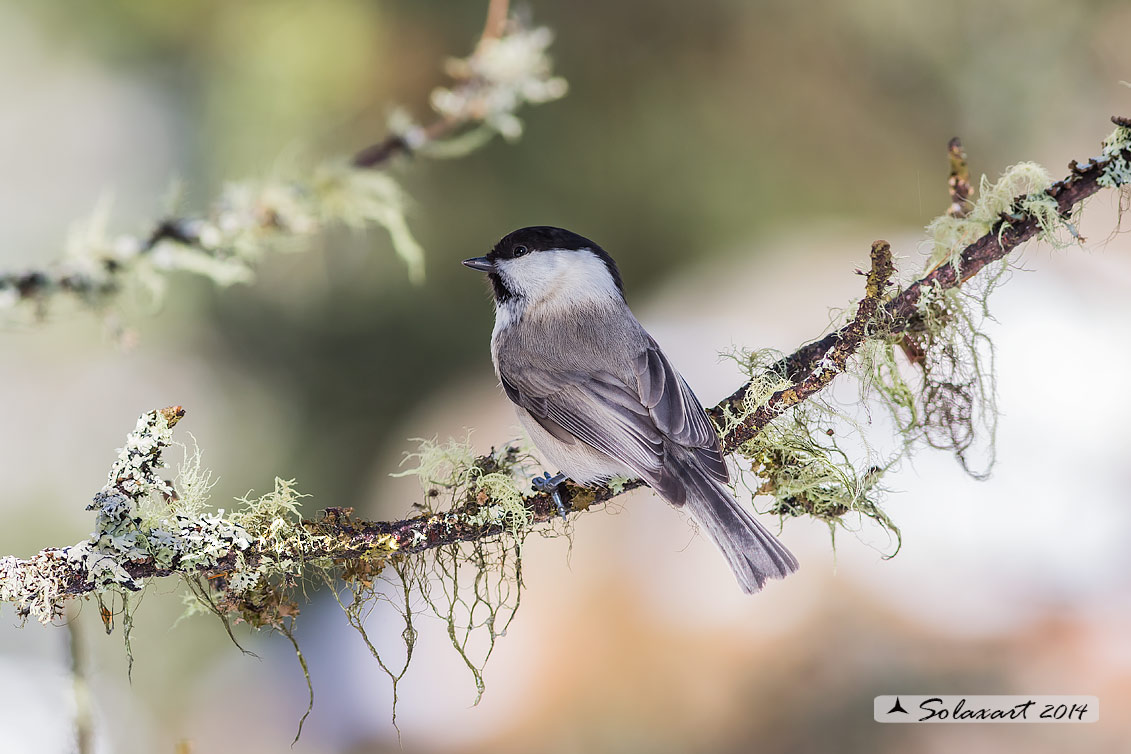 Poecile montanus: Cincia Bigia alpestre ; Willow tit