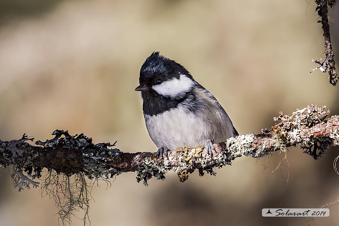Poecile montanus: Cincia Bigia alpestre ; Willow tit