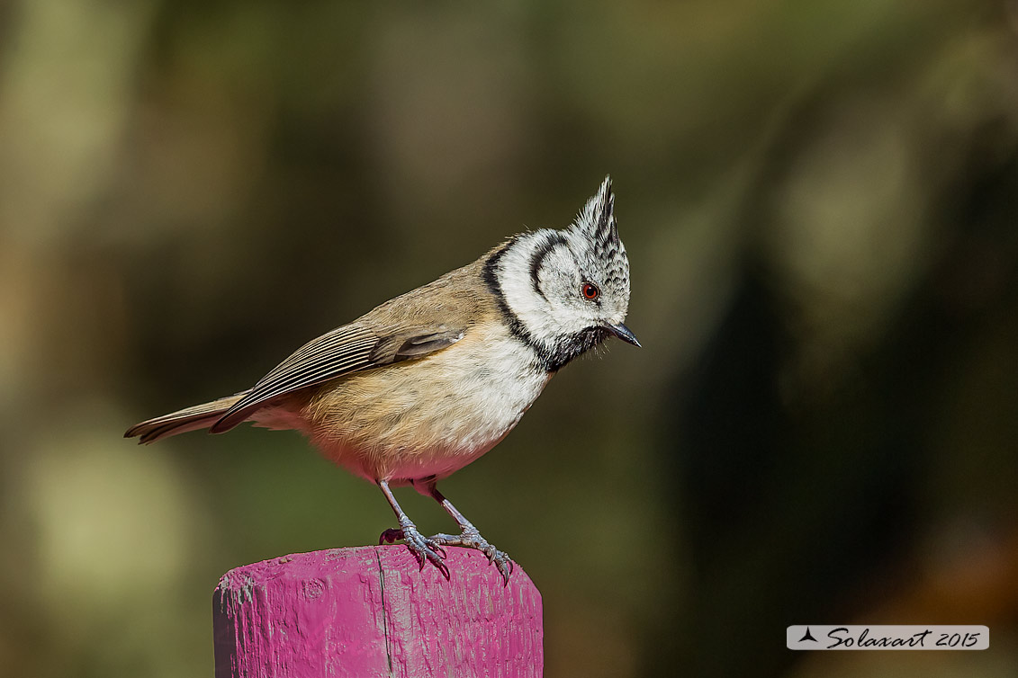 Lophophanes cristatus:   Cincia dal ciuffo ;  European crested tit