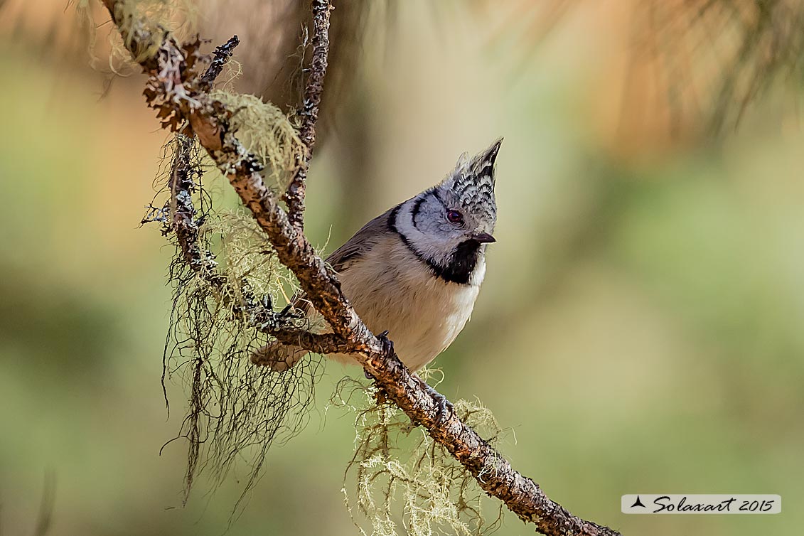 Lophophanes cristatus:   Cincia dal ciuffo ;  European crested tit