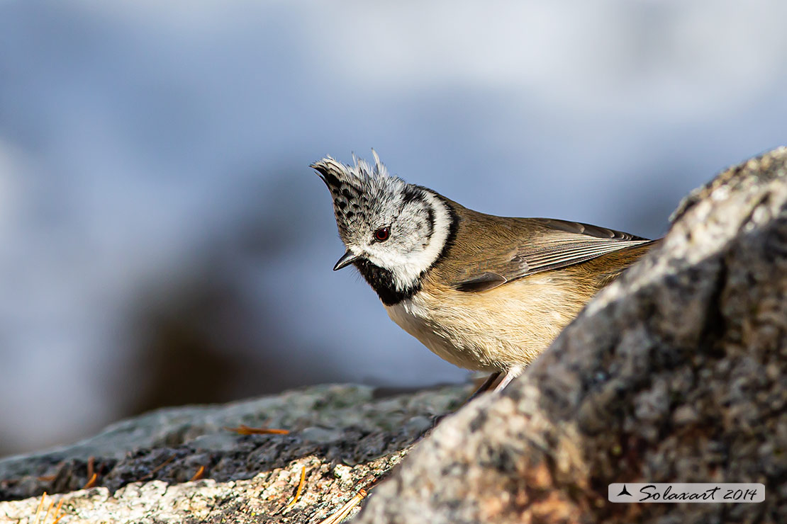 Lophophanes cristatus:   Cincia dal ciuffo ;  European crested tit