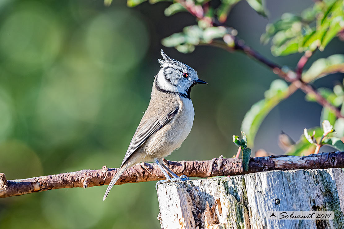 Lophophanes cristatus:   Cincia dal ciuffo ;  European crested tit