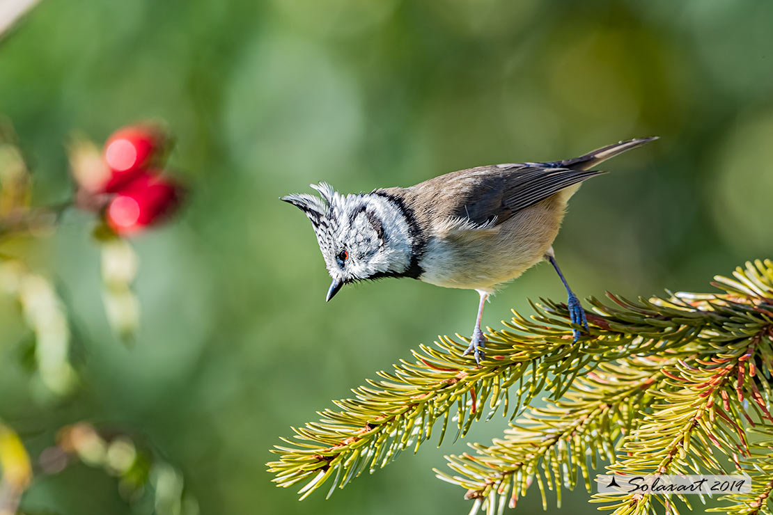 Lophophanes cristatus:   Cincia dal ciuffo ;  European crested tit