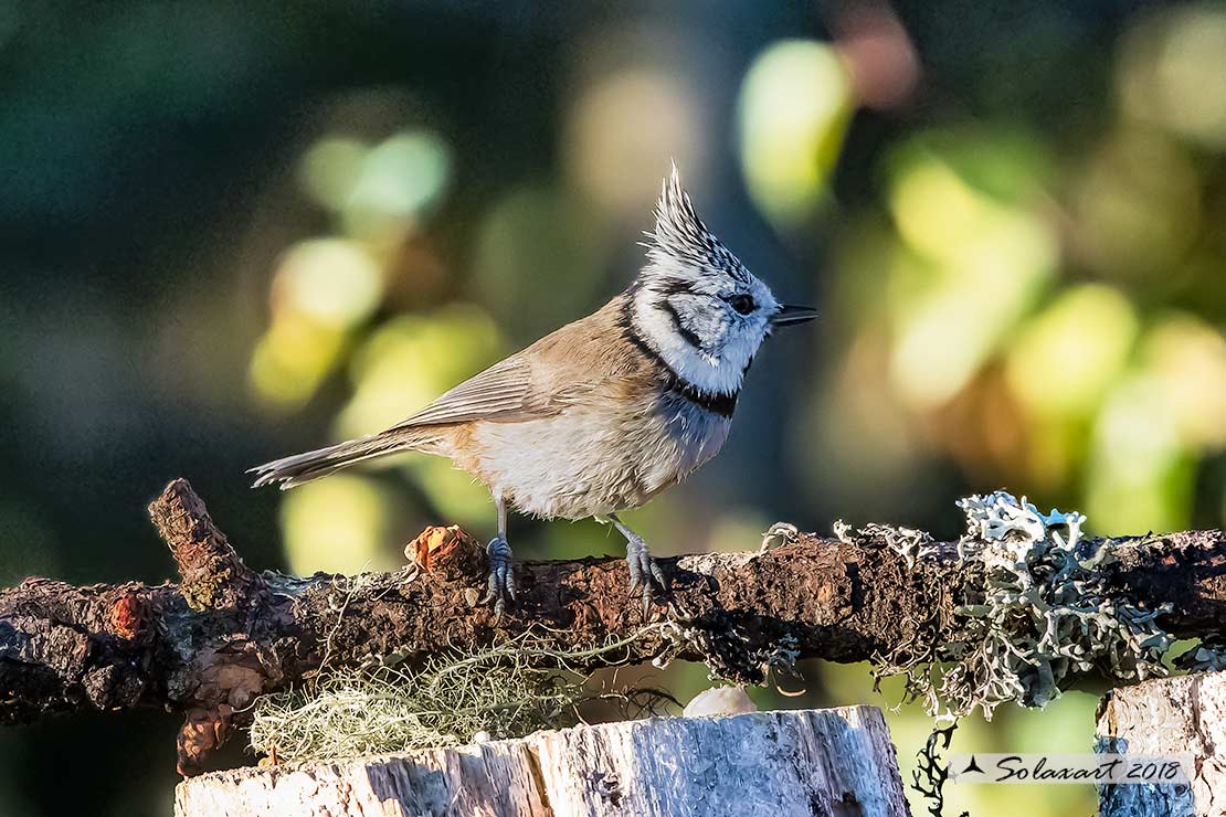 Lophophanes cristatus:   Cincia dal ciuffo ;  European crested tit