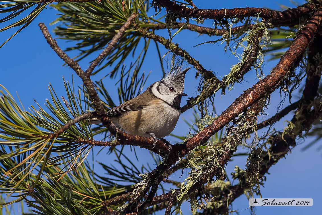 Lophophanes cristatus:   Cincia dal ciuffo ;  European crested tit