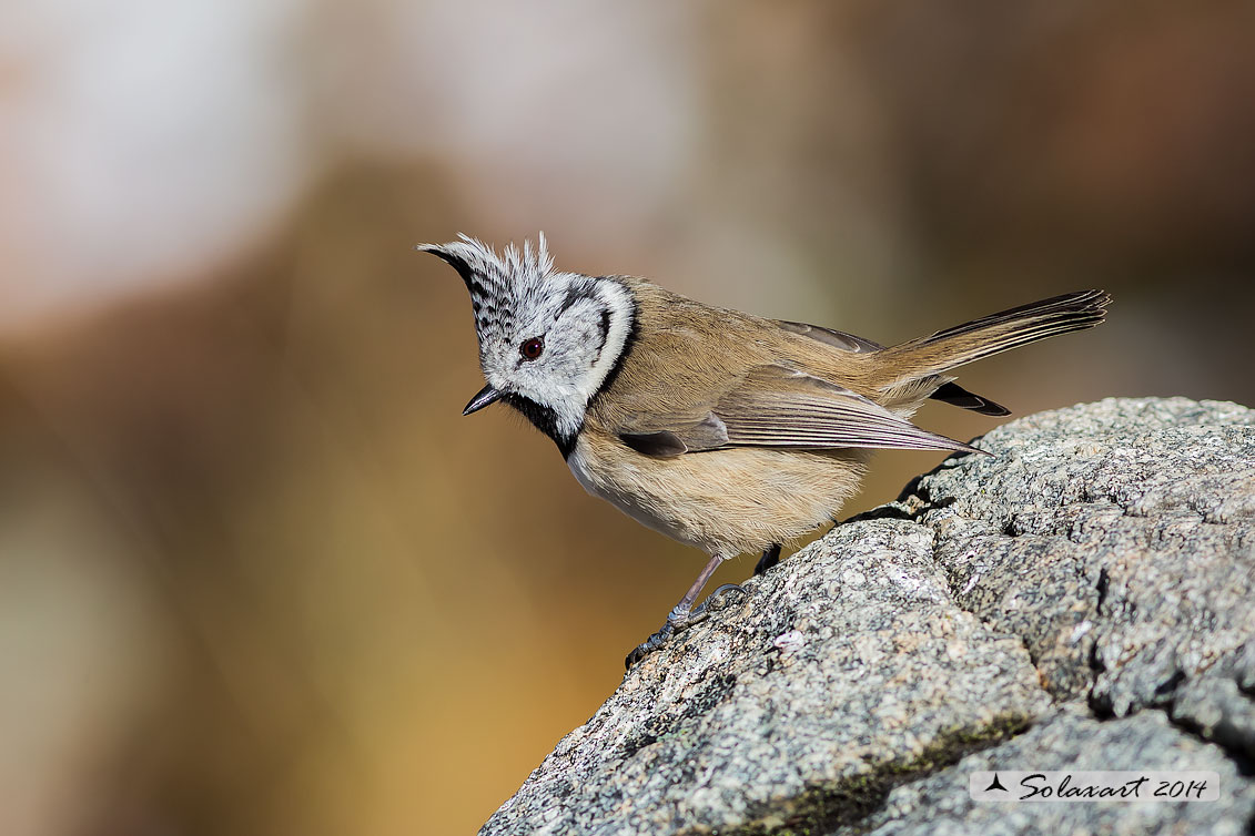 Lophophanes cristatus:   Cincia dal ciuffo ;  European crested tit