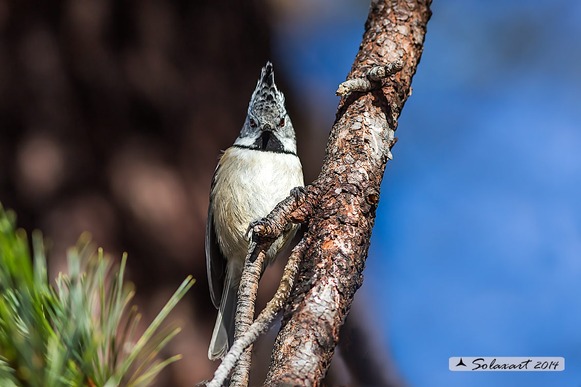 Lophophanes cristatus:   Cincia dal ciuffo ;  European crested tit