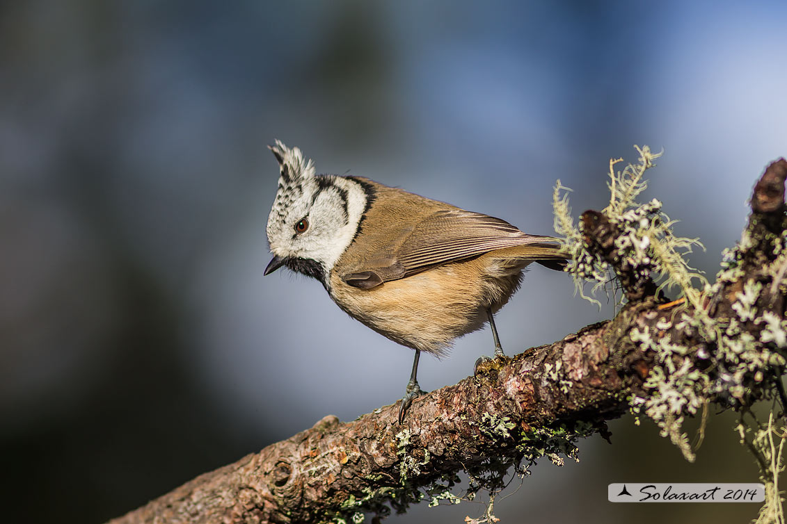 Lophophanes cristatus:   Cincia dal ciuffo ;  European crested tit