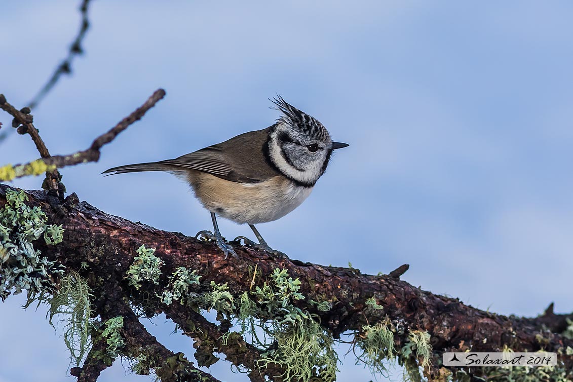 Lophophanes cristatus:   Cincia dal ciuffo ;  European crested tit