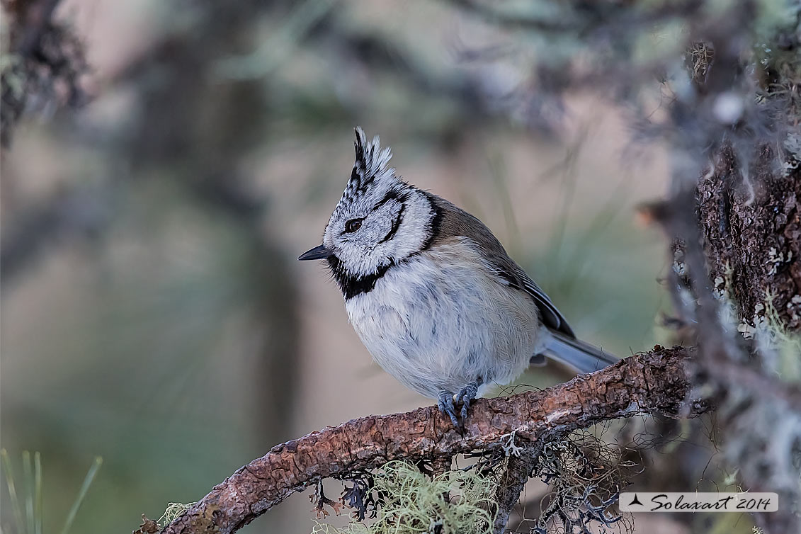 Lophophanes cristatus:   Cincia dal ciuffo ;  European crested tit