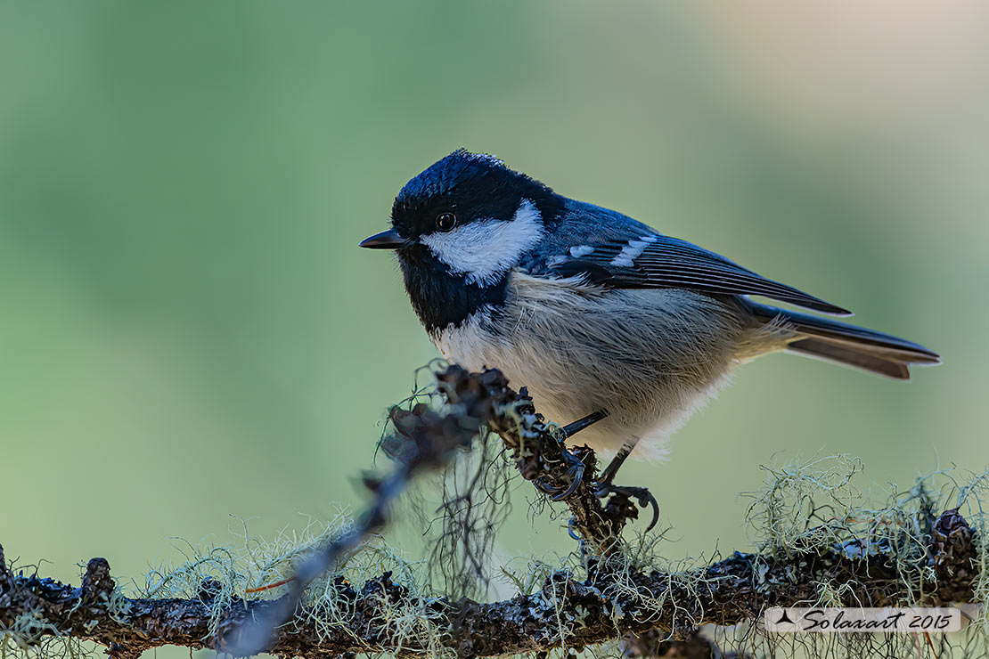 Periparus ater: Cincia Mora; Coal Tit