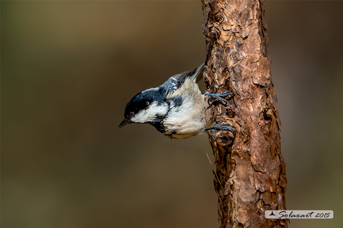 Periparus ater: Cincia Mora; Coal Tit