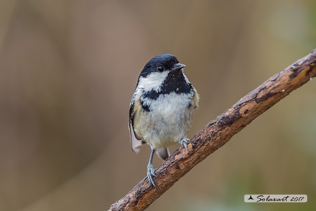 Periparus ater: Cincia Mora; Coal Tit