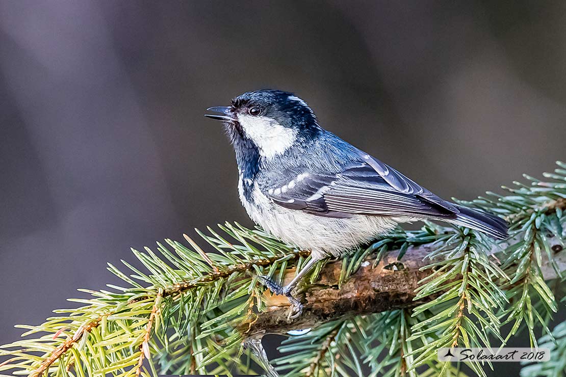 Periparus ater: Cincia Mora; Coal Tit