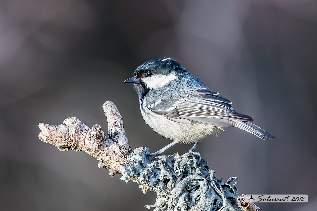 Periparus ater: Cincia Mora; Coal Tit