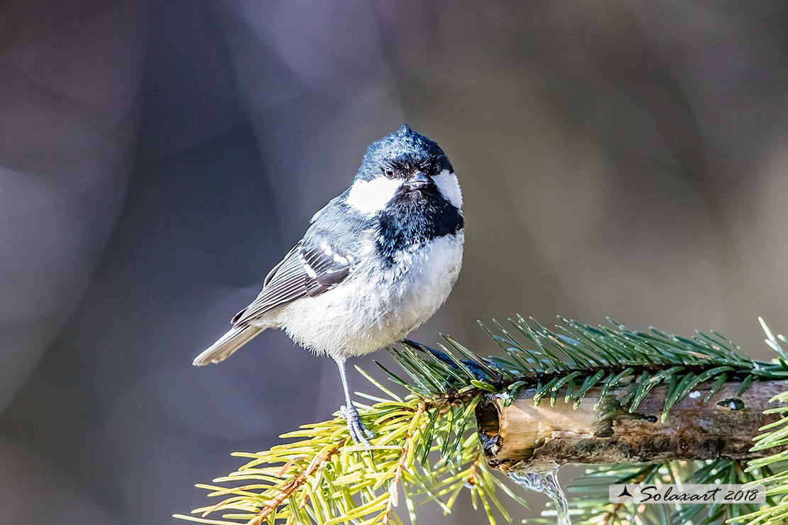 Periparus ater: Cincia Mora; Coal Tit