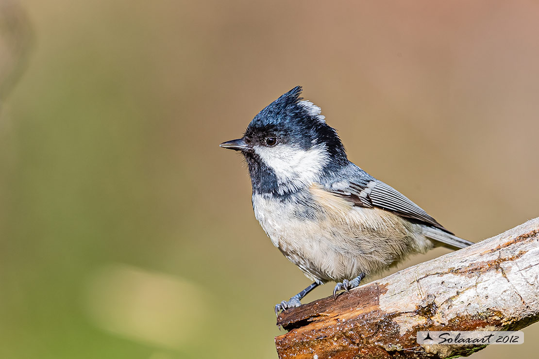 Periparus ater: Cincia Mora; Coal Tit