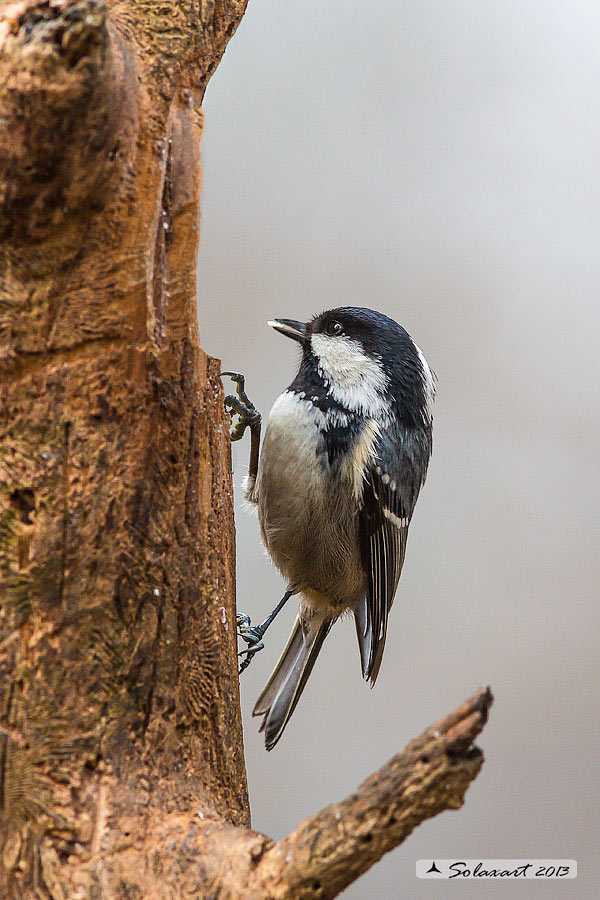 Periparus ater: Cincia Mora; Coal Tit