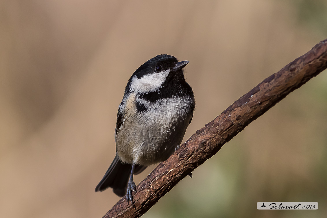 Periparus ater: Cincia Mora; Coal Tit