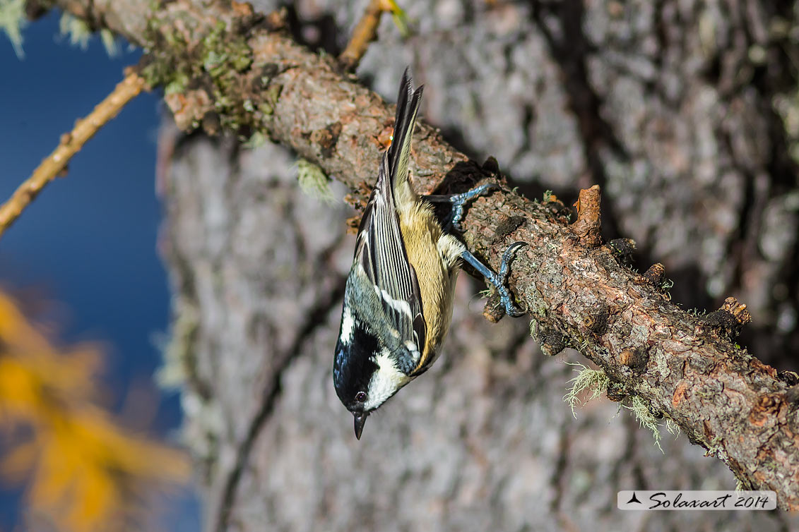 Periparus ater: Cincia Mora; Coal Tit