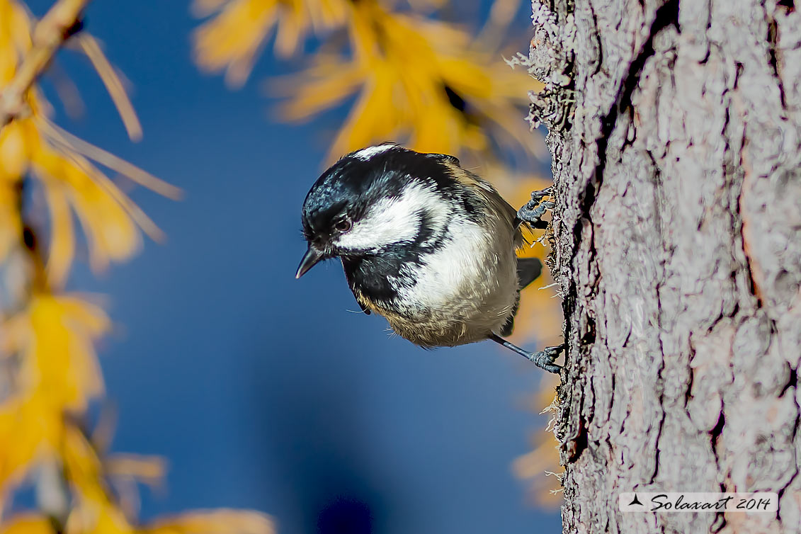 Periparus ater: Cincia Mora; Coal Tit