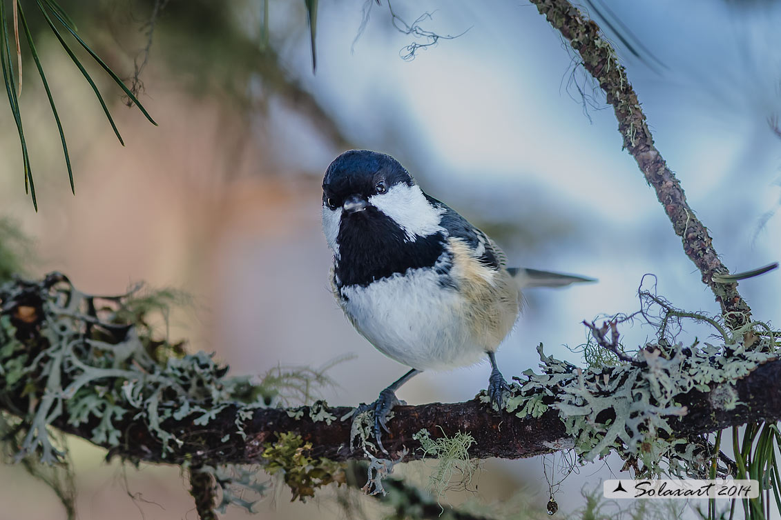 Periparus ater: Cincia Mora; Coal Tit