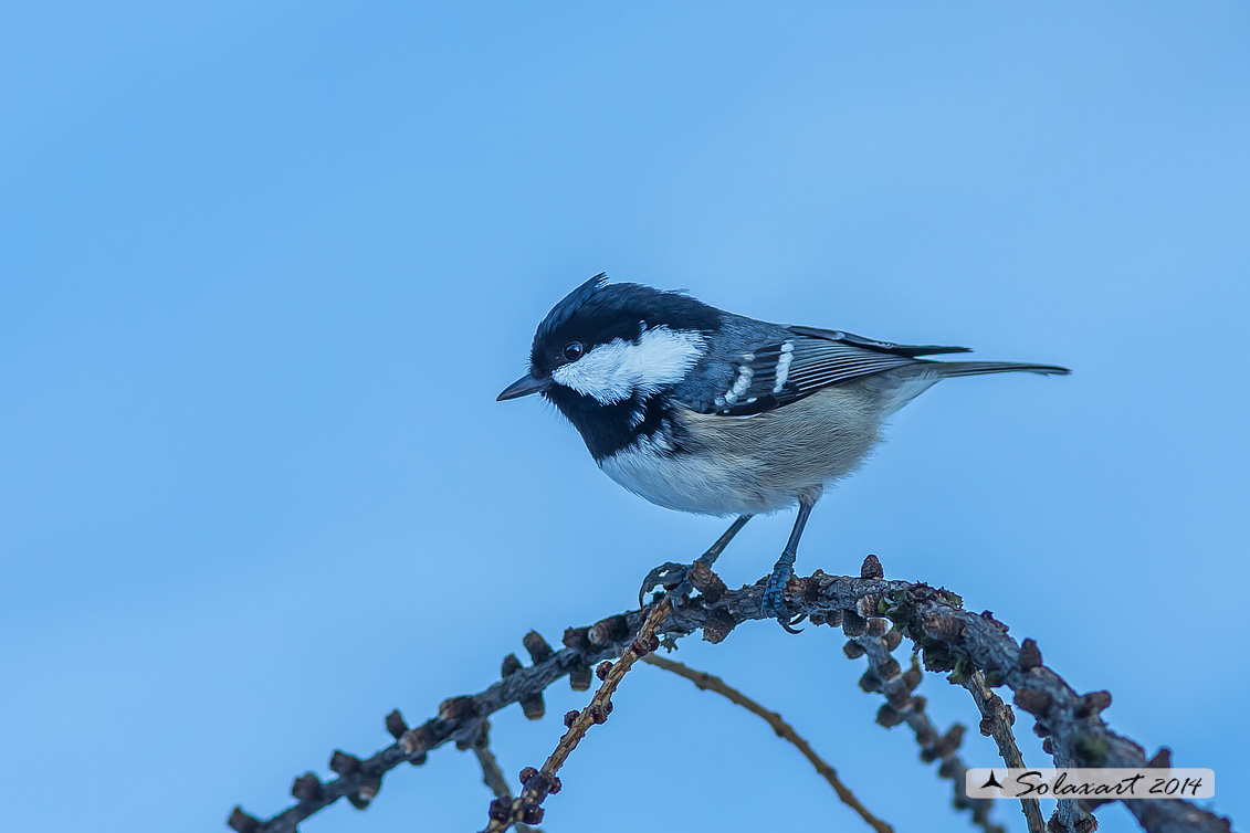 Periparus ater: Cincia Mora; Coal Tit