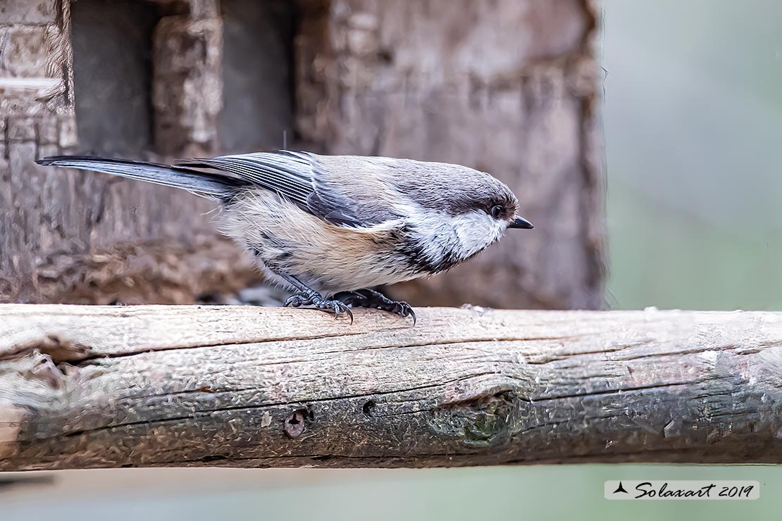 Poecile cinctus: Cincia siberiana; Grey-headed chickadee