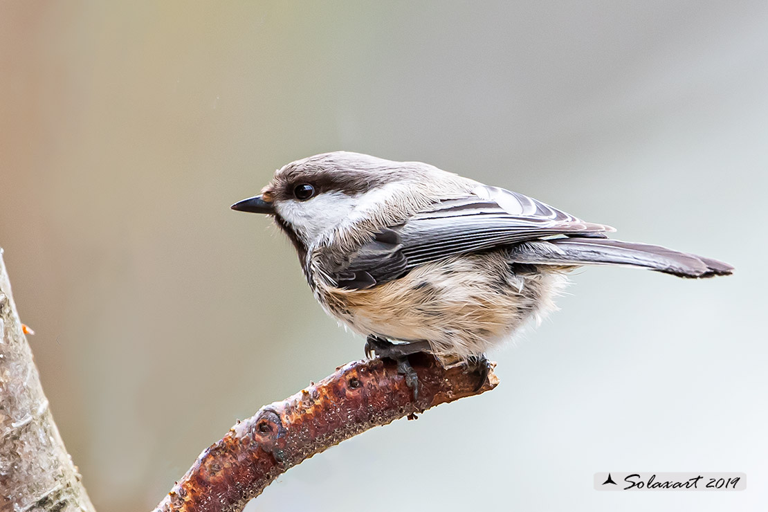 Poecile cinctus: Cincia siberiana; Grey-headed chickadee