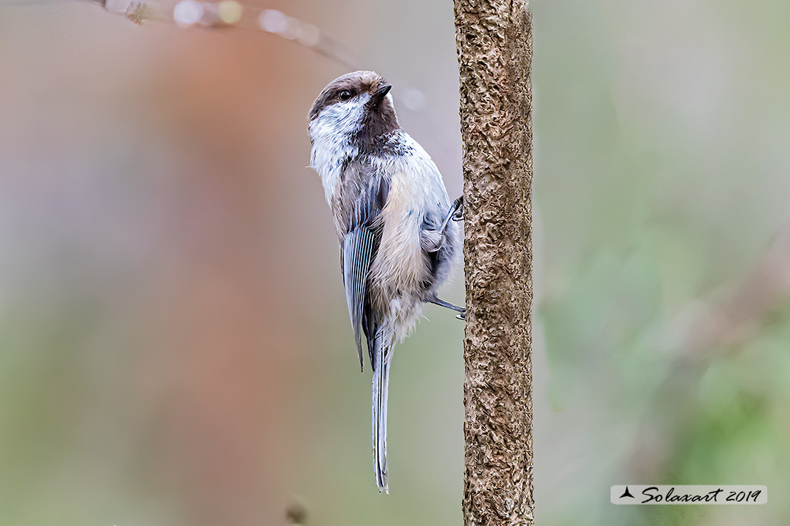 Poecile cinctus: Cincia siberiana; Grey-headed chickadee