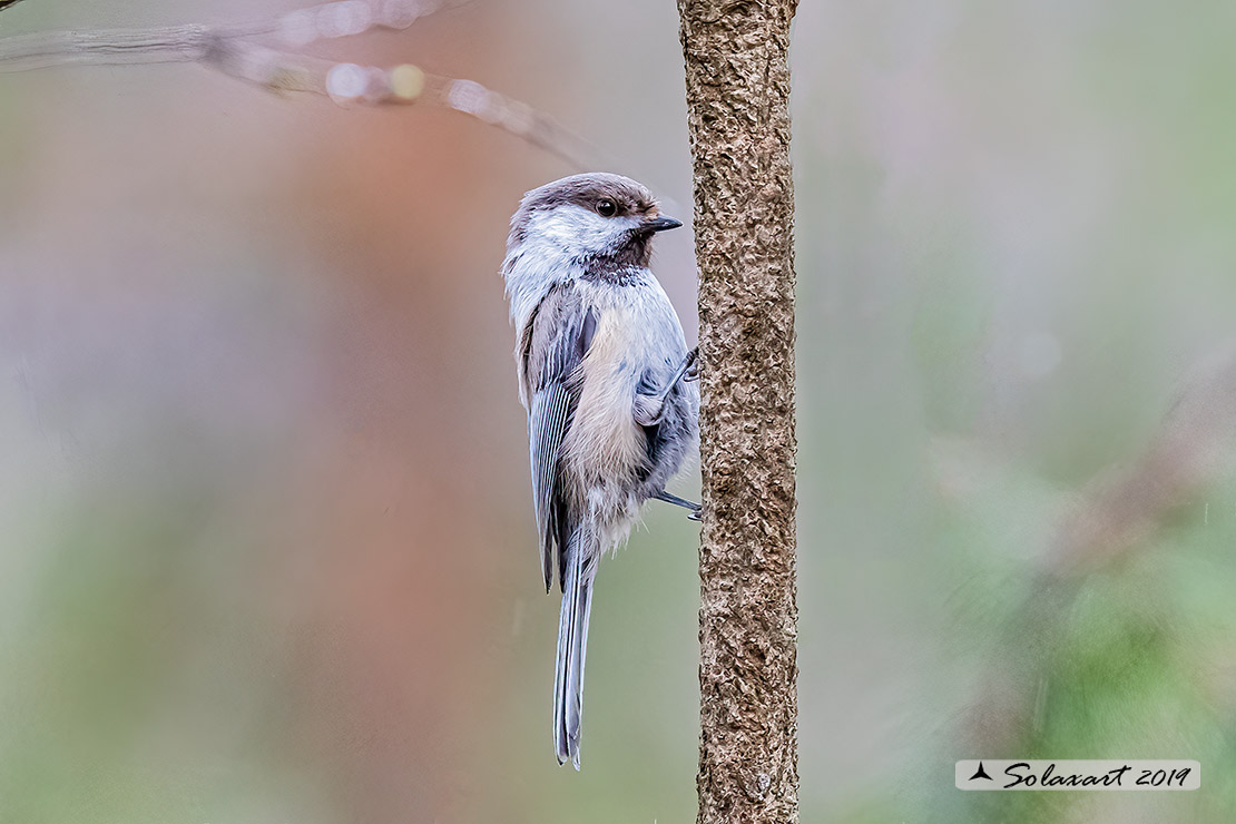 Poecile cinctus: Cincia siberiana; Grey-headed chickadee