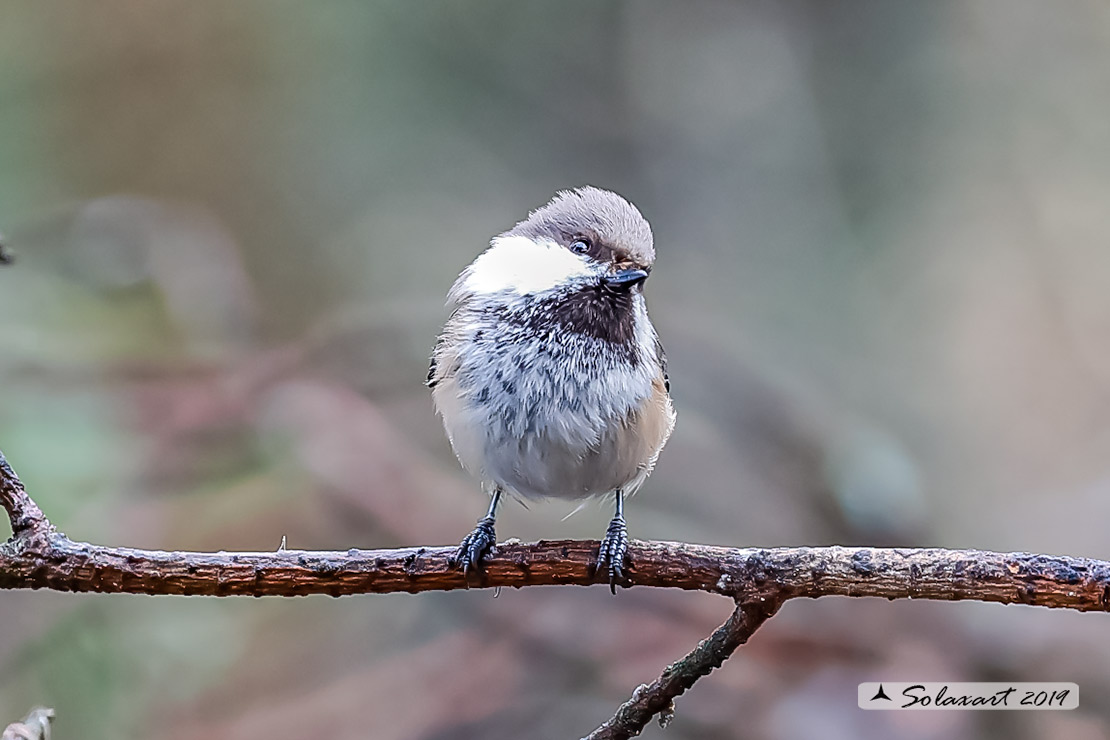 Poecile cinctus: Cincia siberiana; Grey-headed chickadee