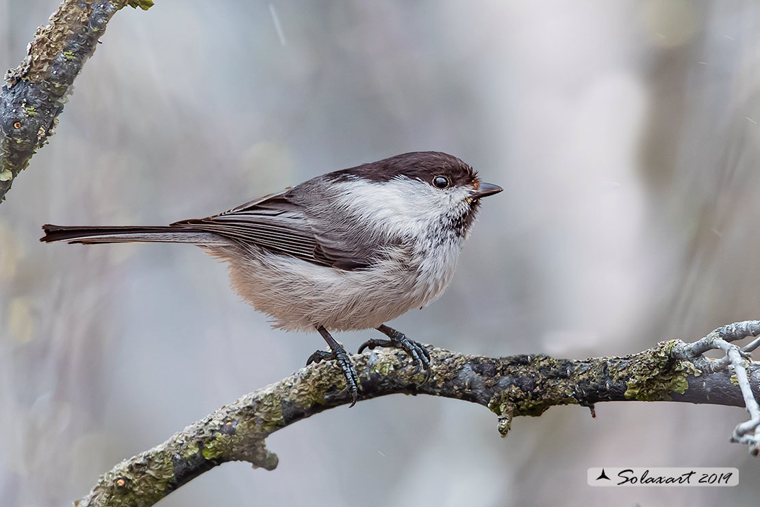 Poecile cinctus: Cincia siberiana; Grey-headed chickadee