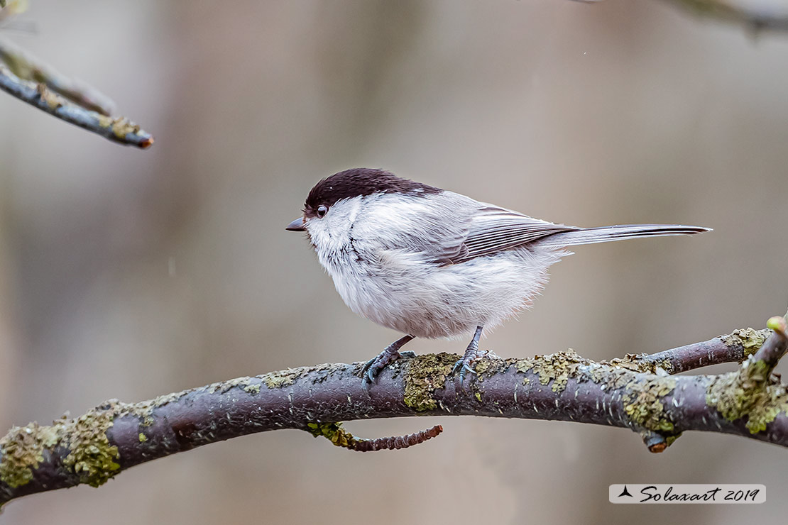 Poecile cinctus: Cincia siberiana; Grey-headed chickadee