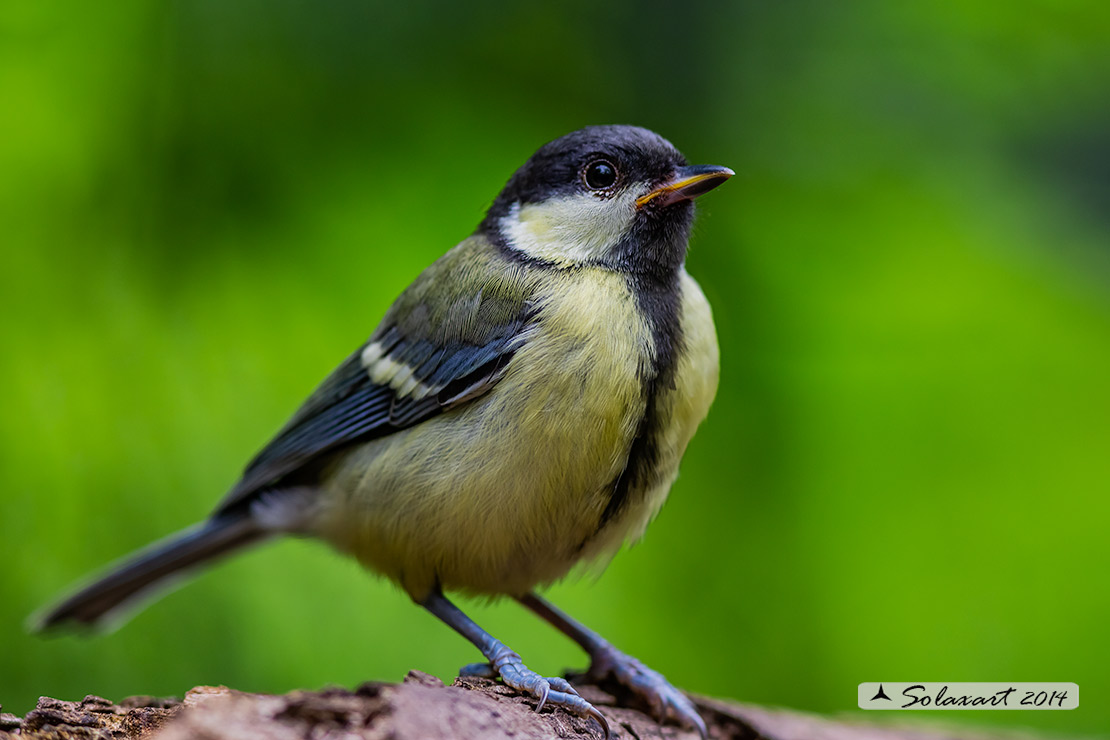 Parus maior:  Cinciallegra ;  Great Tit