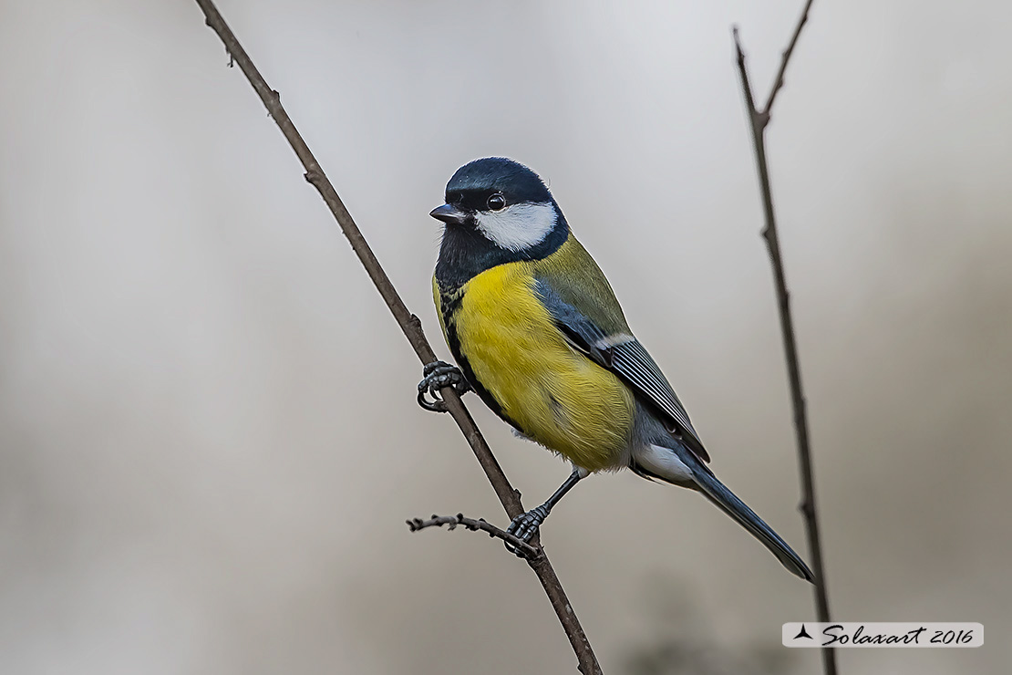 Parus maior:  Cinciallegra ;  Great Tit