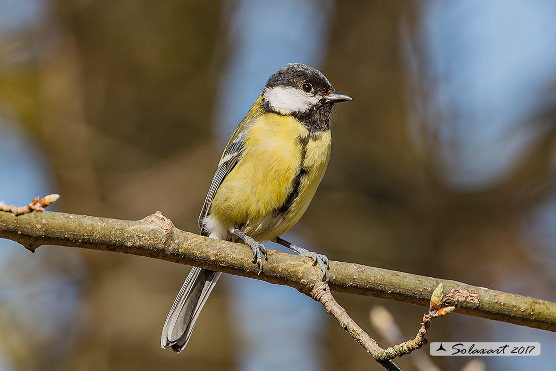 Parus maior:  Cinciallegra ;  Great Tit