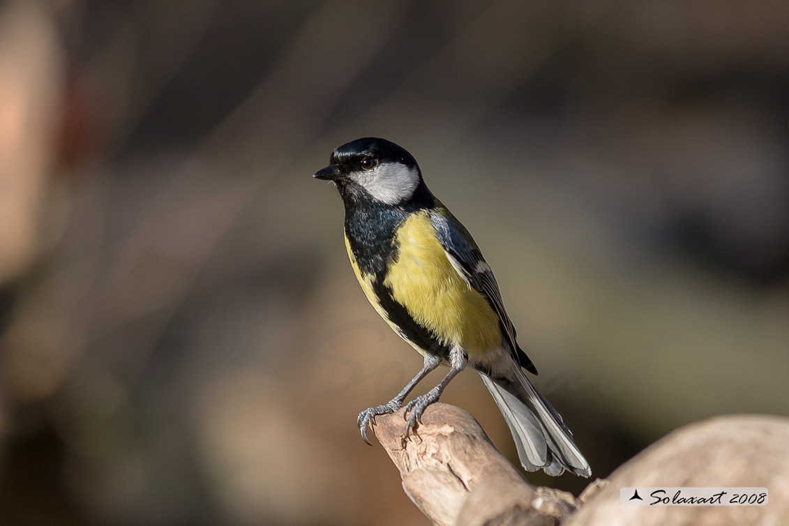 Parus maior:  Cinciallegra ;  Great Tit