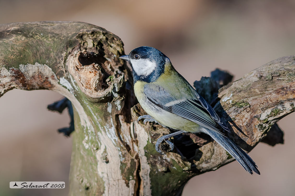 Parus maior:  Cinciallegra ;  Great Tit