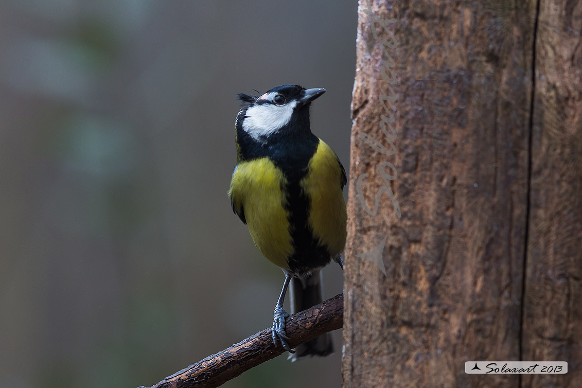 Parus maior:  Cinciallegra ;  Great Tit