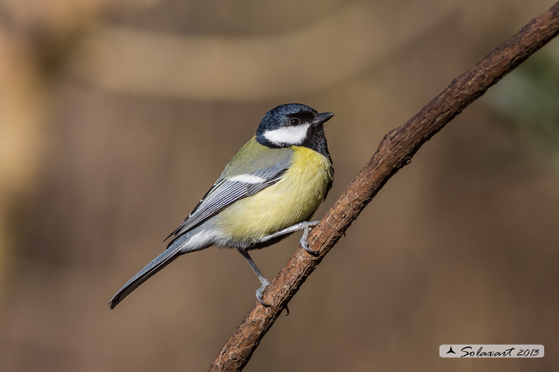 Parus maior:  Cinciallegra ;  Great Tit