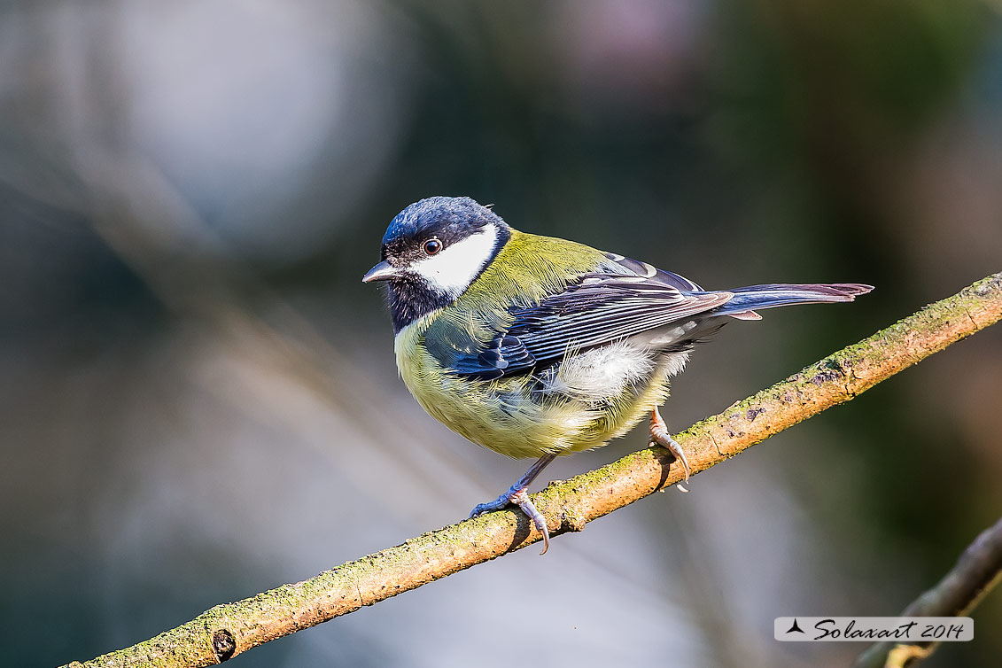 Parus maior:  Cinciallegra ;  Great Tit