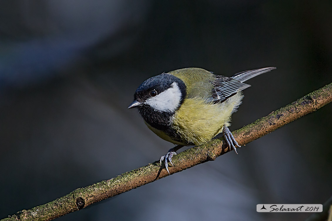 Parus maior:  Cinciallegra ;  Great Tit