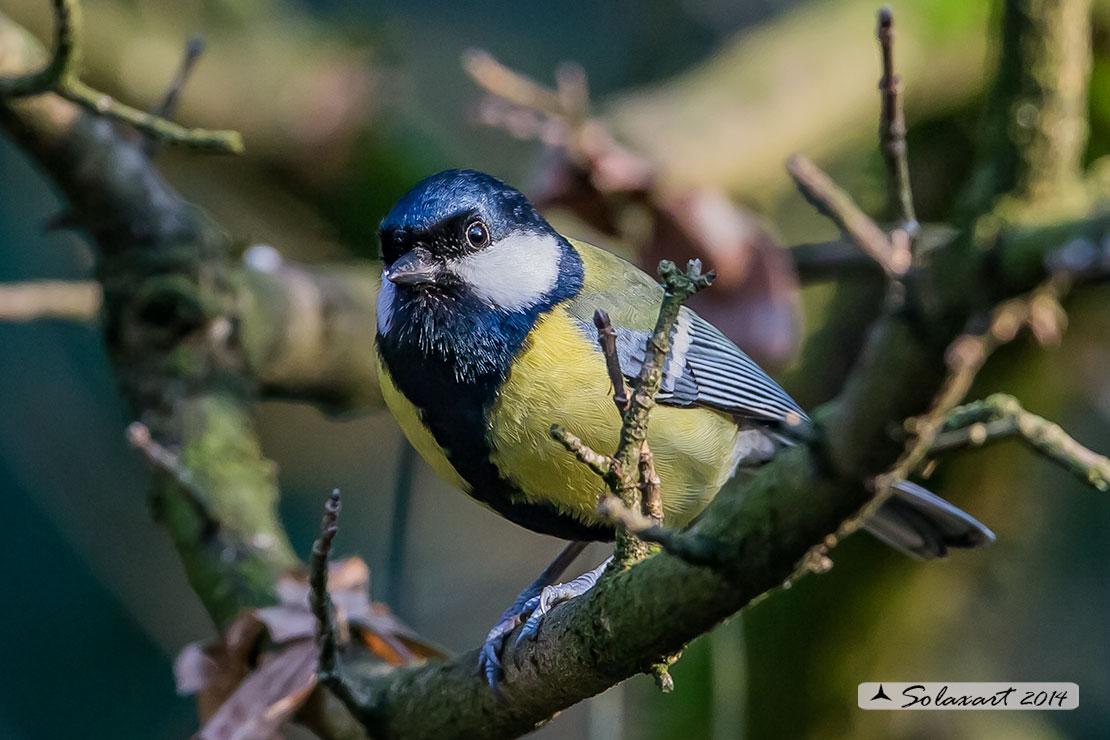 Parus maior:  Cinciallegra ;  Great Tit