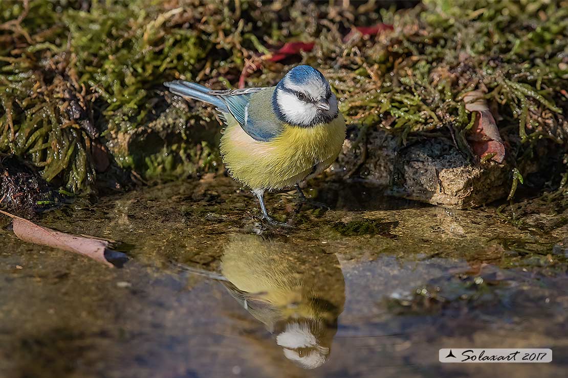 Cyanistes caeruleus - Cinciarella - Blue Tit