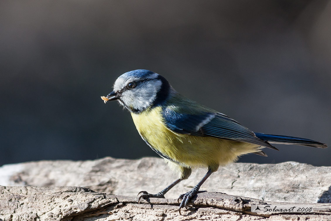 Cinciarella (Cyanistes caeruleus)