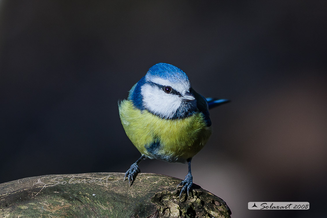 Cinciarella (Cyanistes caeruleus)