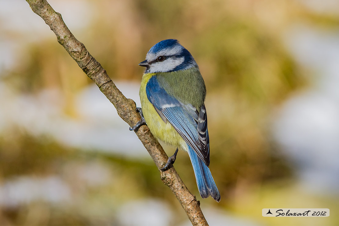 Cinciarella (Cyanistes caeruleus)
